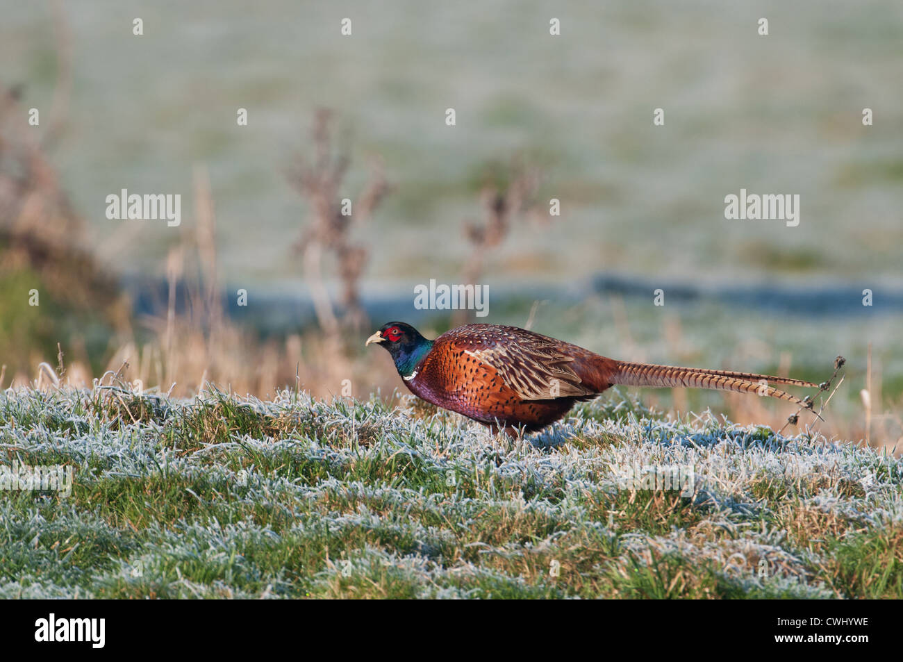 Fagiano maschio Phasianus colchicus SU UN INVERNI GIORNO. Regno Unito Foto Stock