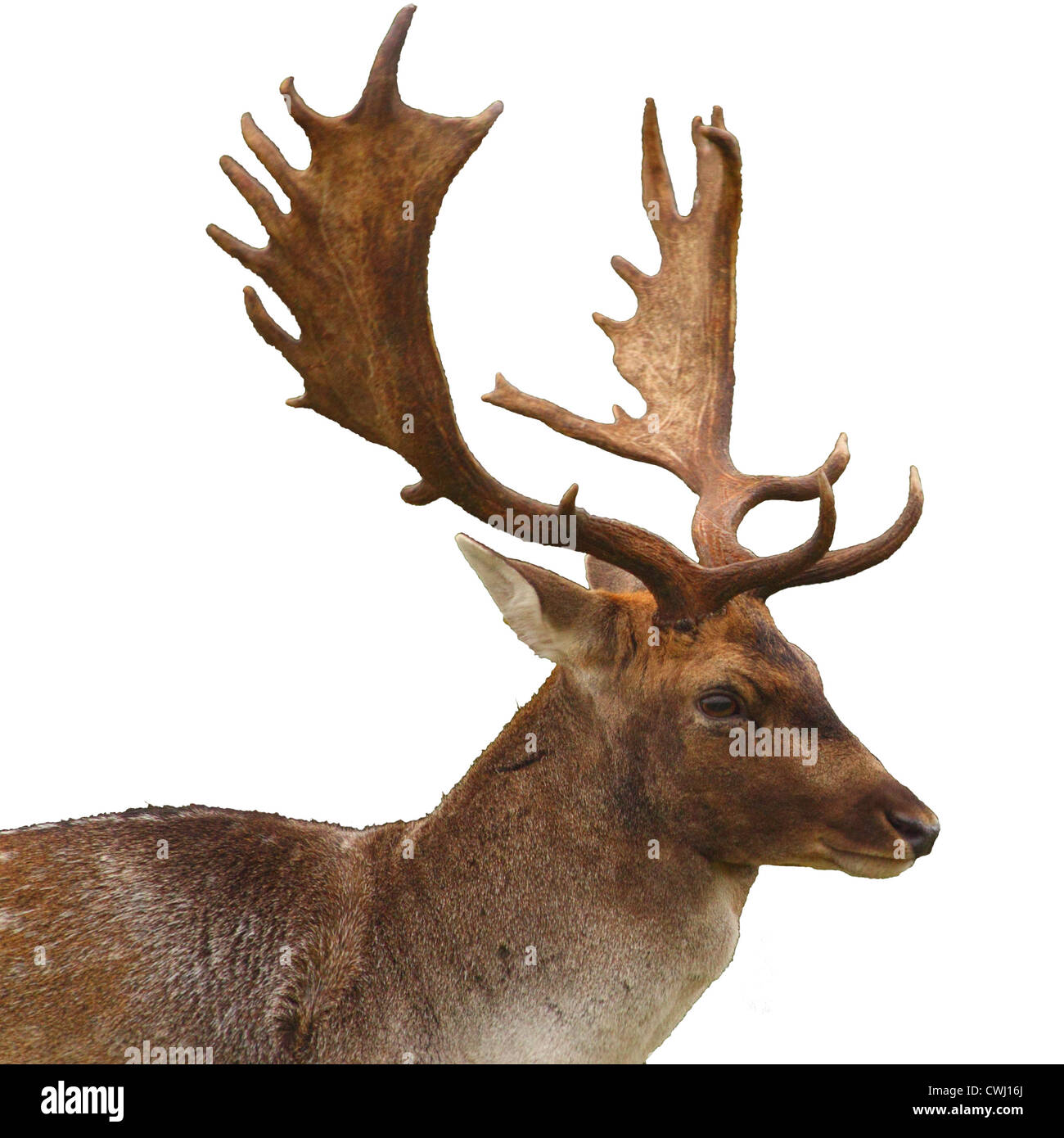 Un buck (maschio daini) isolati su sfondo bianco Foto Stock