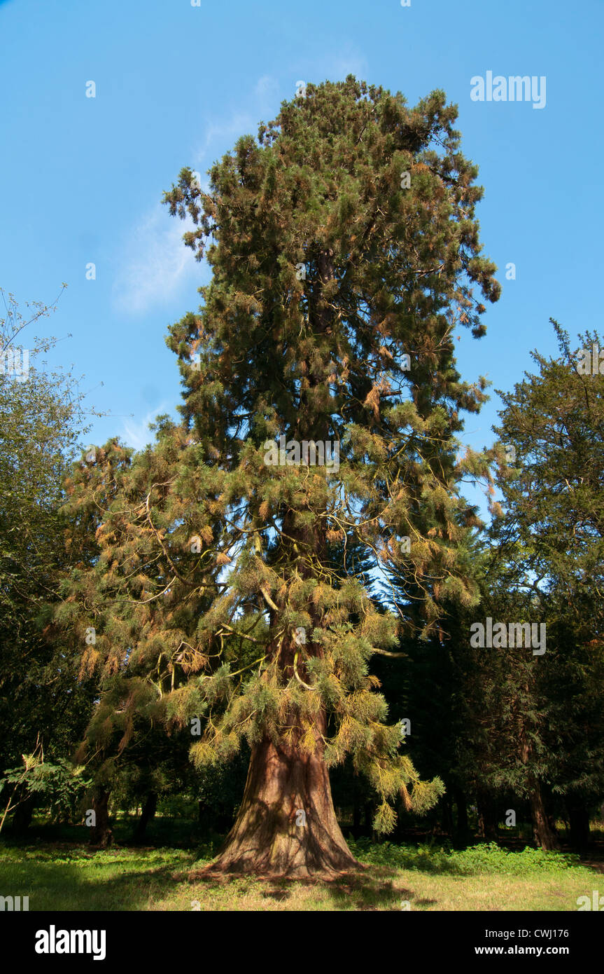 American Redwood (Sequoia spp) Foto Stock