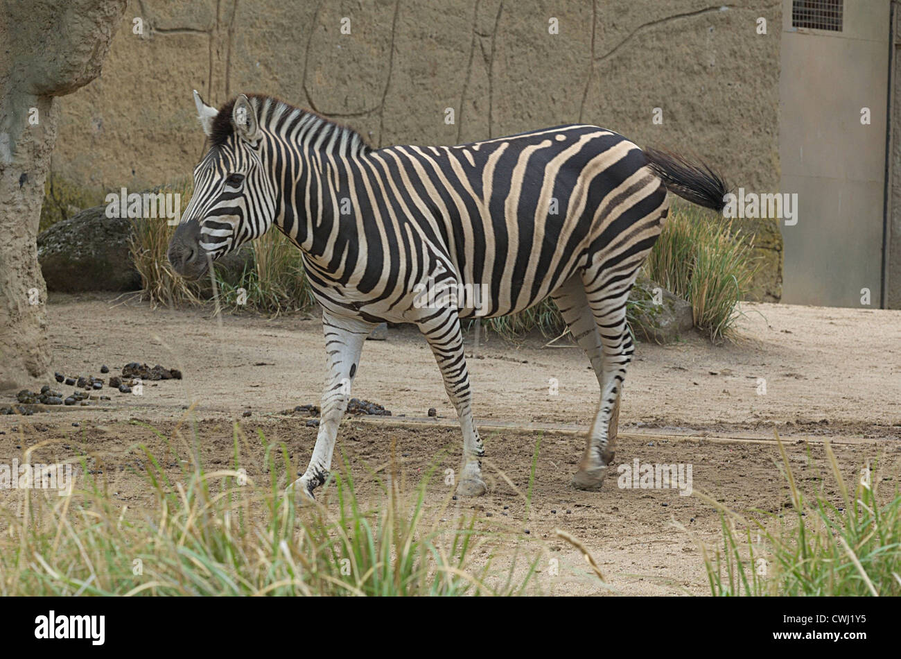 Zebra presso lo Zoo di Melbourne. Penso che sia un Burchell's zebra, Equus quagga burchellii. Foto Stock