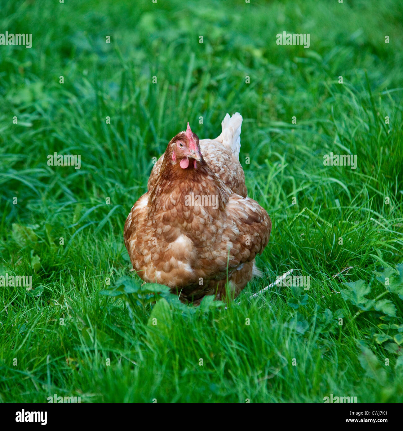 Buff orpington cross razza di pollo, Cornwall, Inghilterra, Regno Unito. Foto Stock