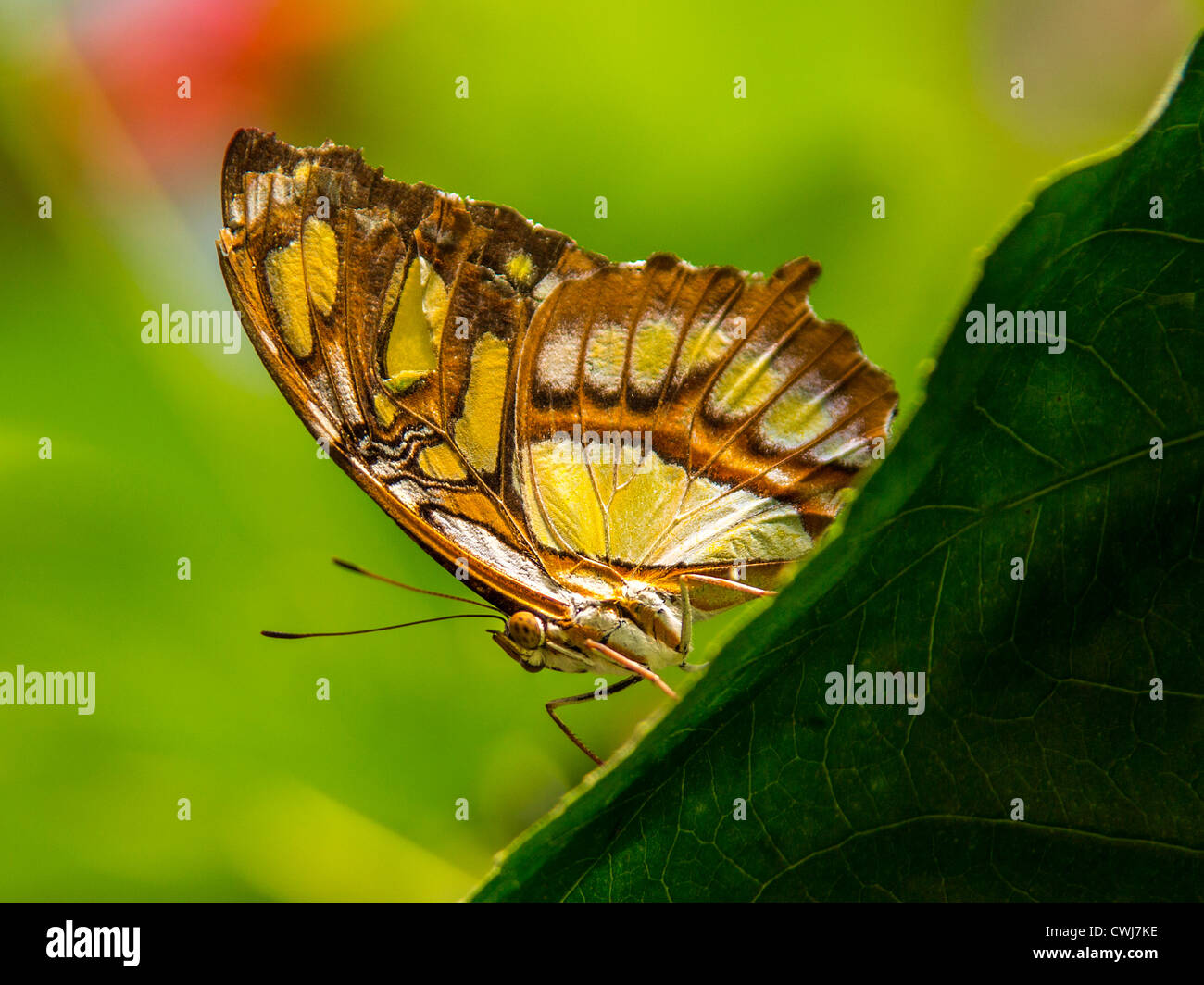 Malachite Stelenes Siproeta Butterfly Foto Stock