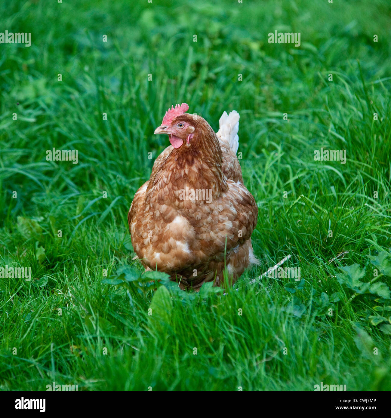 Buff orpington cross razza di pollo, Cornwall, Inghilterra, Regno Unito. Foto Stock