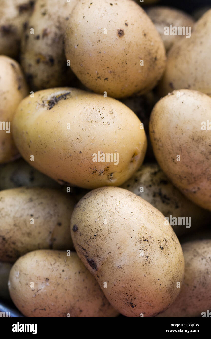 Solanum tuberosum varietà " Charlotte'. Benna di appena scavato 'Charlotte' di patate. Foto Stock