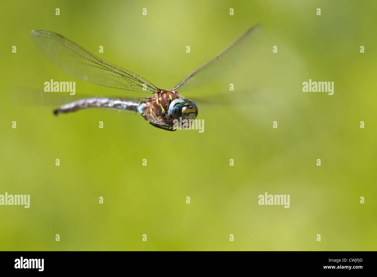 Maschio di paddle-tailed Darner Dragonfly vicino Seattle Foto Stock