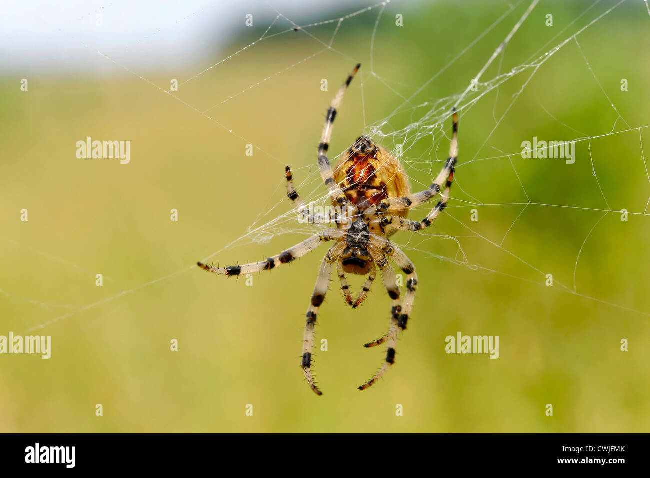 Giardino europeo spider (Araneus diadematus) Foto Stock