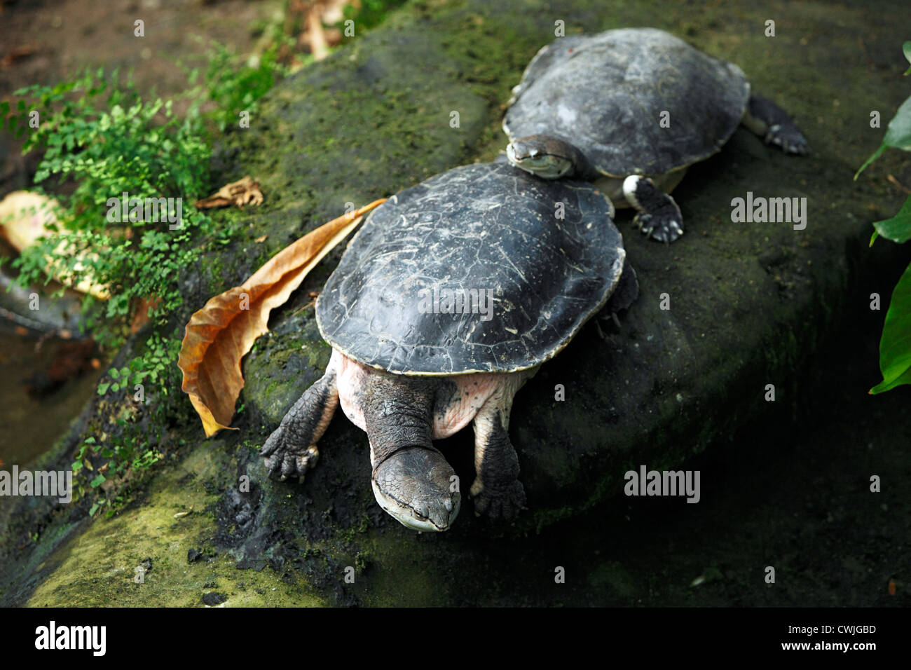 D-Krefeld, Reno, Basso Reno, Renania, Renania settentrionale-Vestfalia, NRW, D-Krefeld-Bockum, giardino zoologico di Krefeld, spot-lato panciuto colli, tartaruga Phrynops hilarii Foto Stock