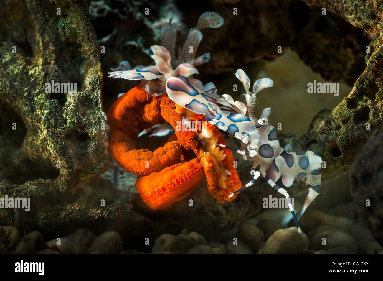 Ritratto di gambero arlecchino Hymenocera elegans close up closeup makro macro arlecchino-gamberetti harlekin reef mangiare starfish vivere Foto Stock