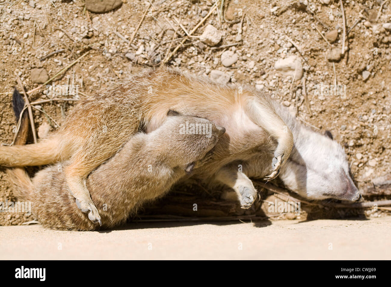 Suricata suricatta. Una femmina di meerkat alimentando il suo cucciolo. Foto Stock