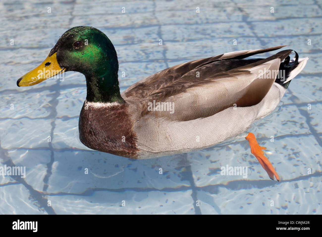 Mallard duck in piscina Foto Stock