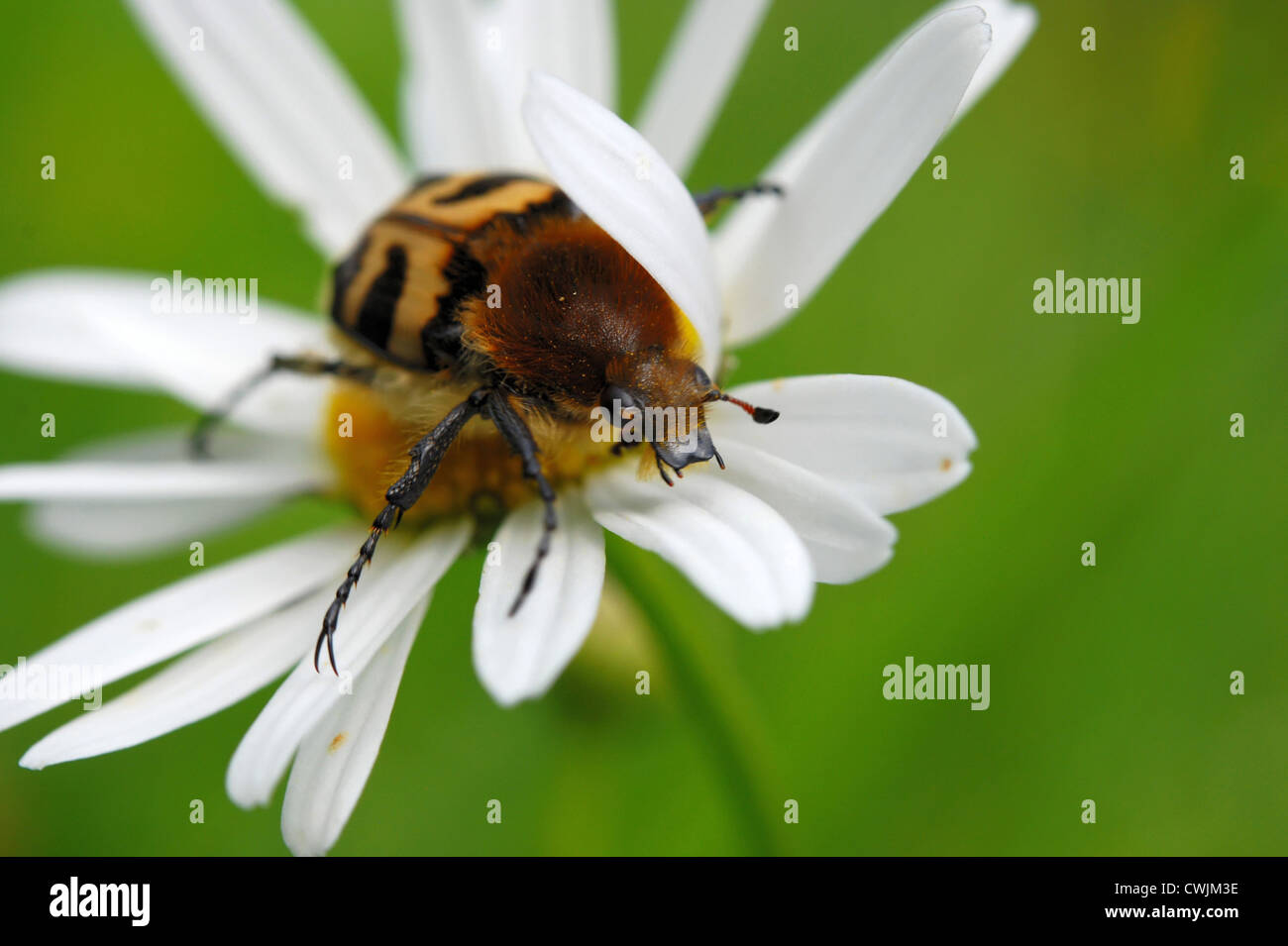 Bee beetle (Tricius fasciatus) su un fiore di camomilla mais Foto Stock