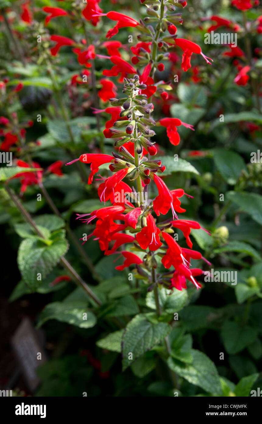 Salvia " la signora in rosso" Foto Stock