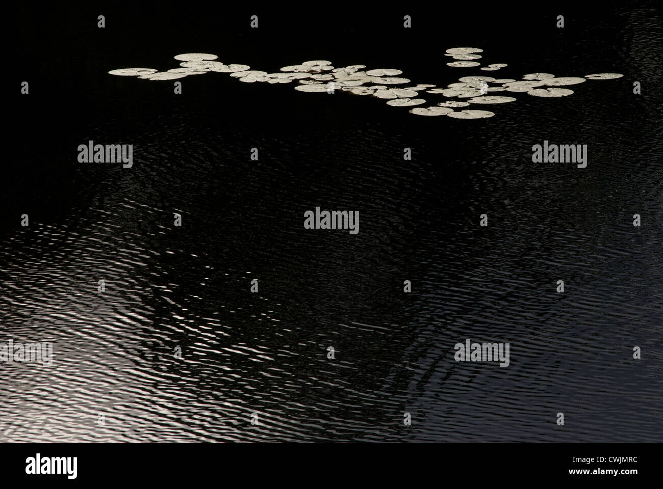 Composizione astratta di luce o di ombra e lily-pad sulla superficie dell'acqua Foto Stock