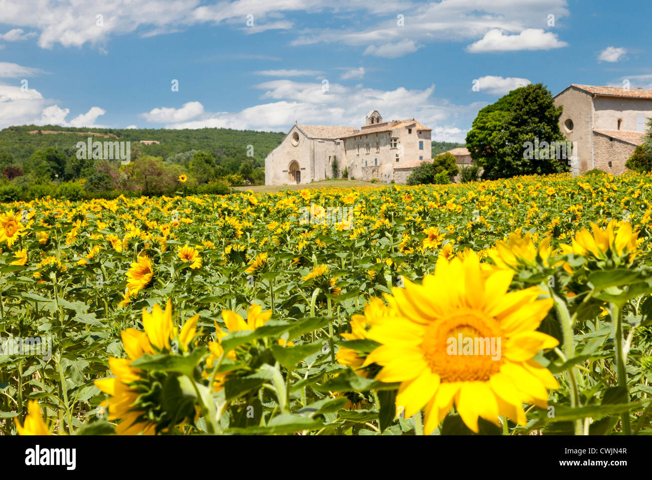 Notre-Dame-de-Salagon con girasoli Provence Francia Foto Stock