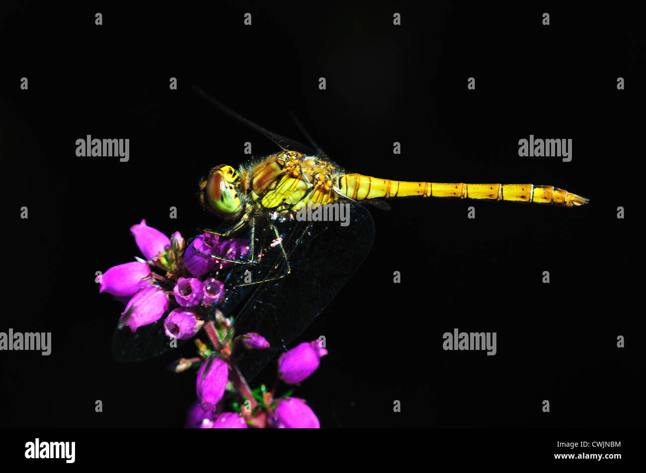 Un comune darter dragonfly su heather REGNO UNITO Foto Stock