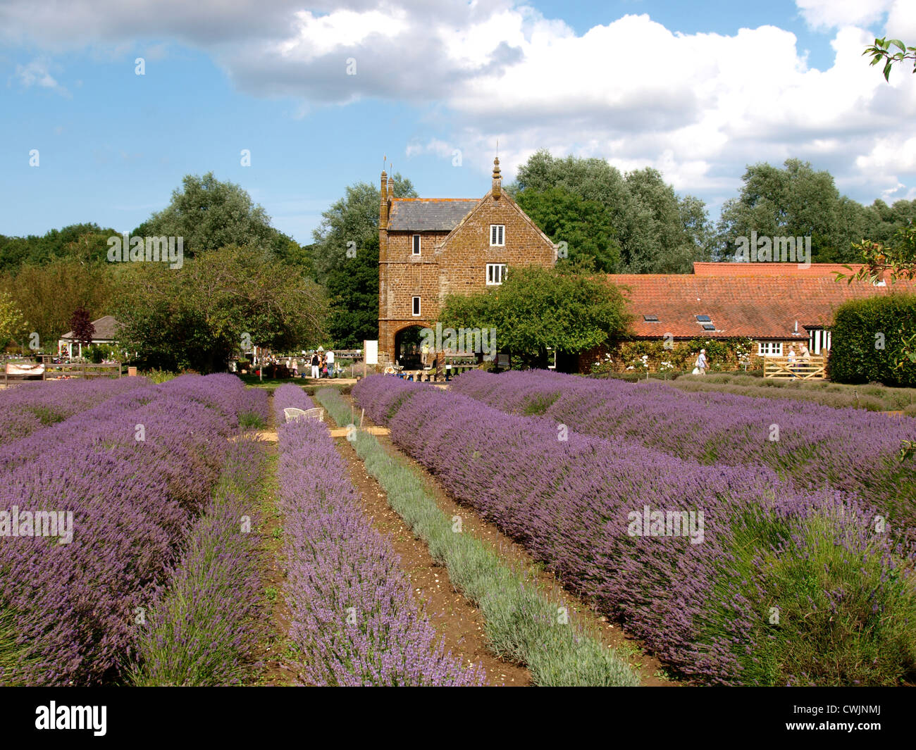 Norfolk Lavanda, King's Lynn, Regno Unito Foto Stock