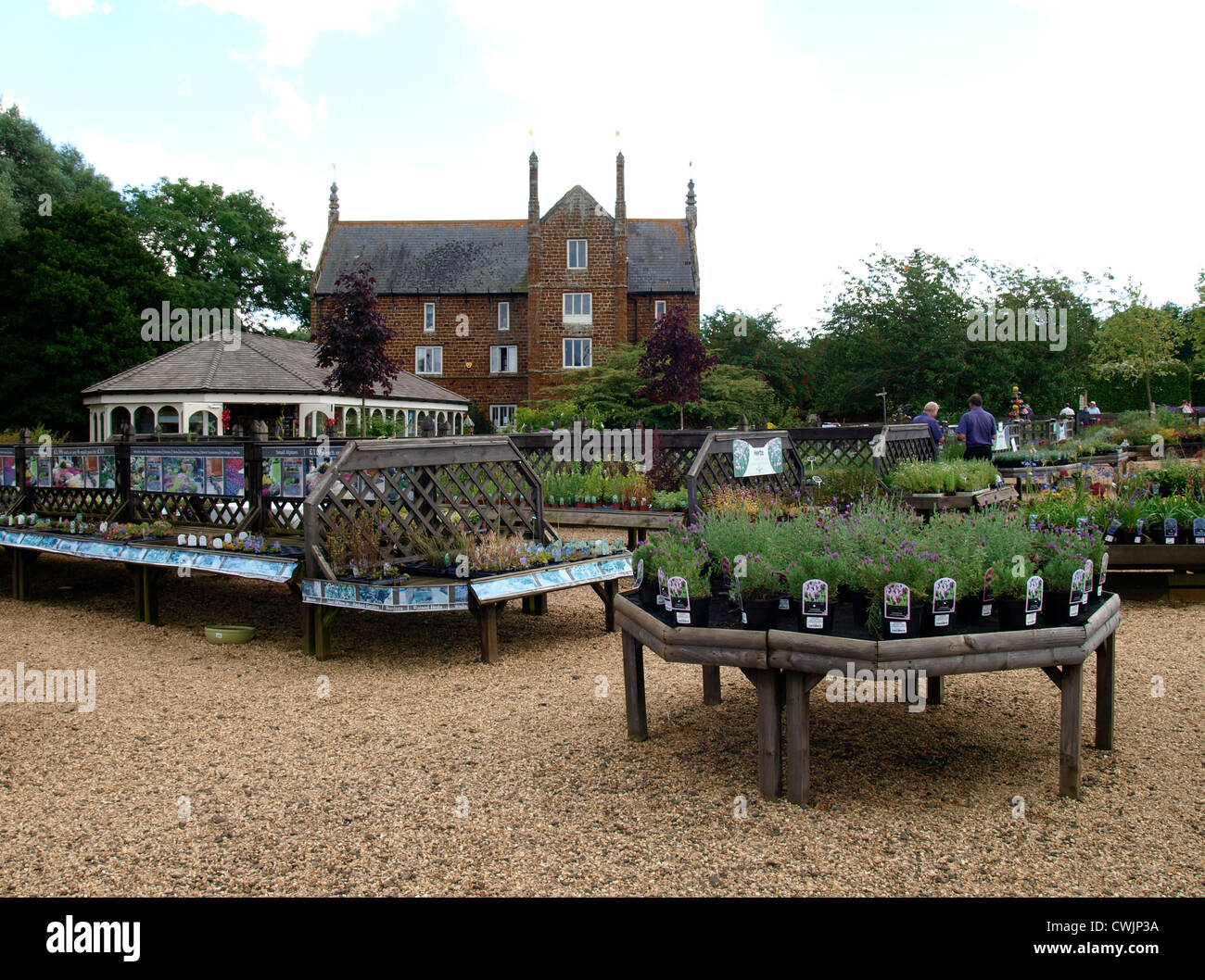 Norfolk Lavender plant sales, REGNO UNITO Foto Stock