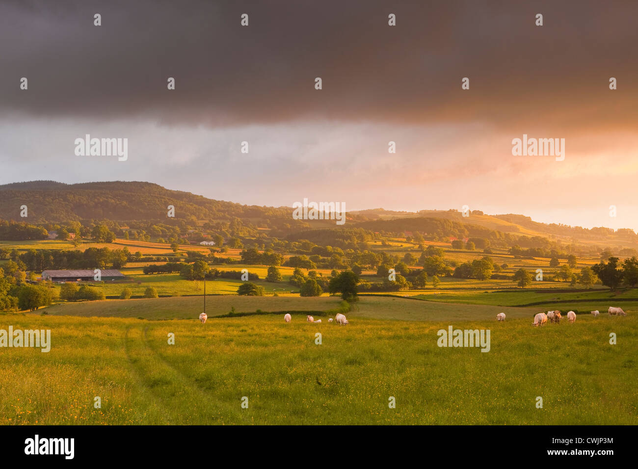 Un campo di vacche nel Morvan area della Francia. Foto Stock
