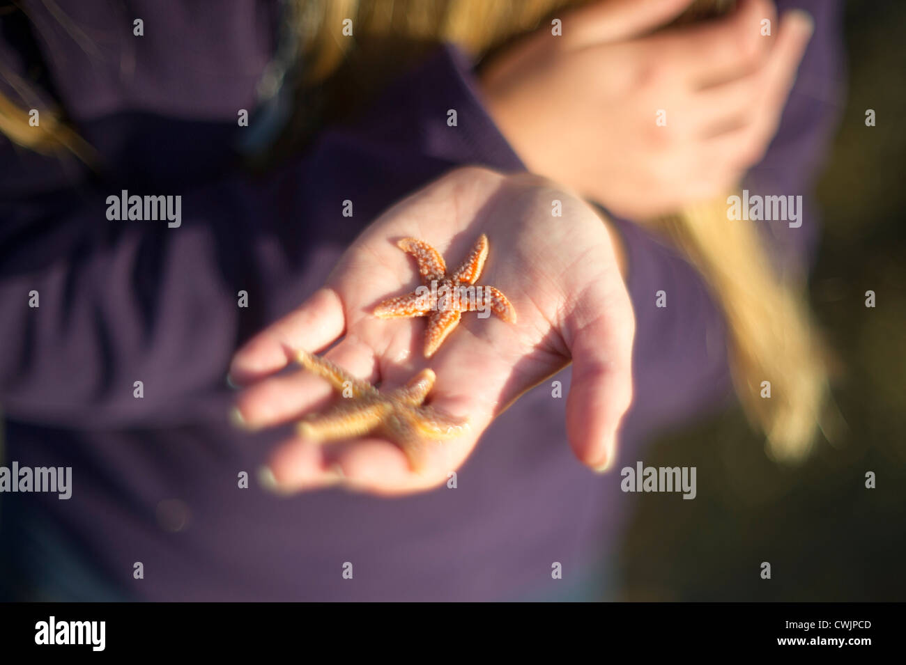 Stelle di mare in mano, Parco Nazionale di Acadia, Bar Harbor Maine USA Foto Stock