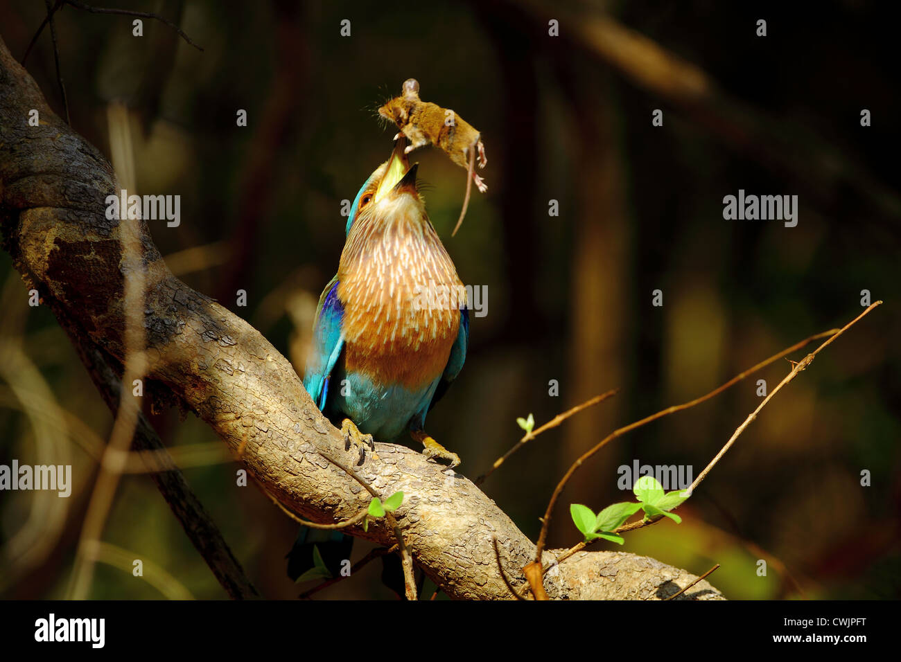 Rullo indiano (Coracias benghalensis) con un campo mouse in Tadoba Andhari Riserva della Tigre, India Foto Stock