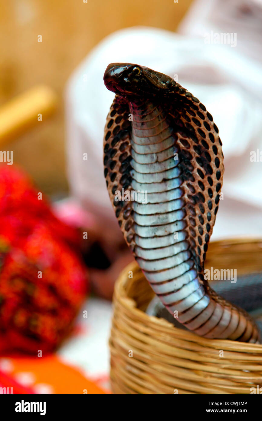 Cobra,Repital,pericolo,natura,l'India subcontinente etnicità, snake,organismo velenosi,Wildlife,infausto,animale,specie in via di estinzione. Foto Stock