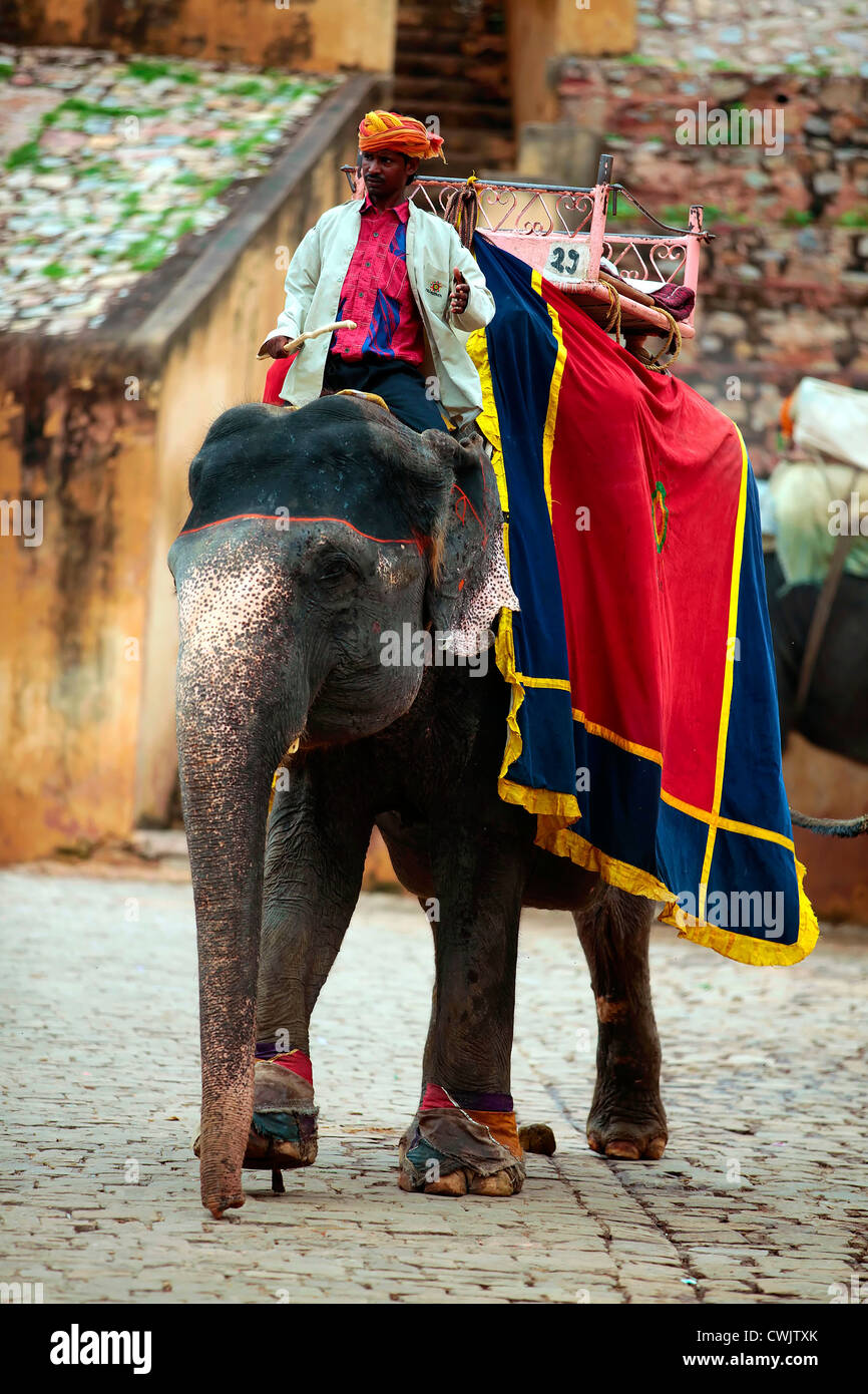 Elefanti e mahouts a Amber Fort. Foto Stock