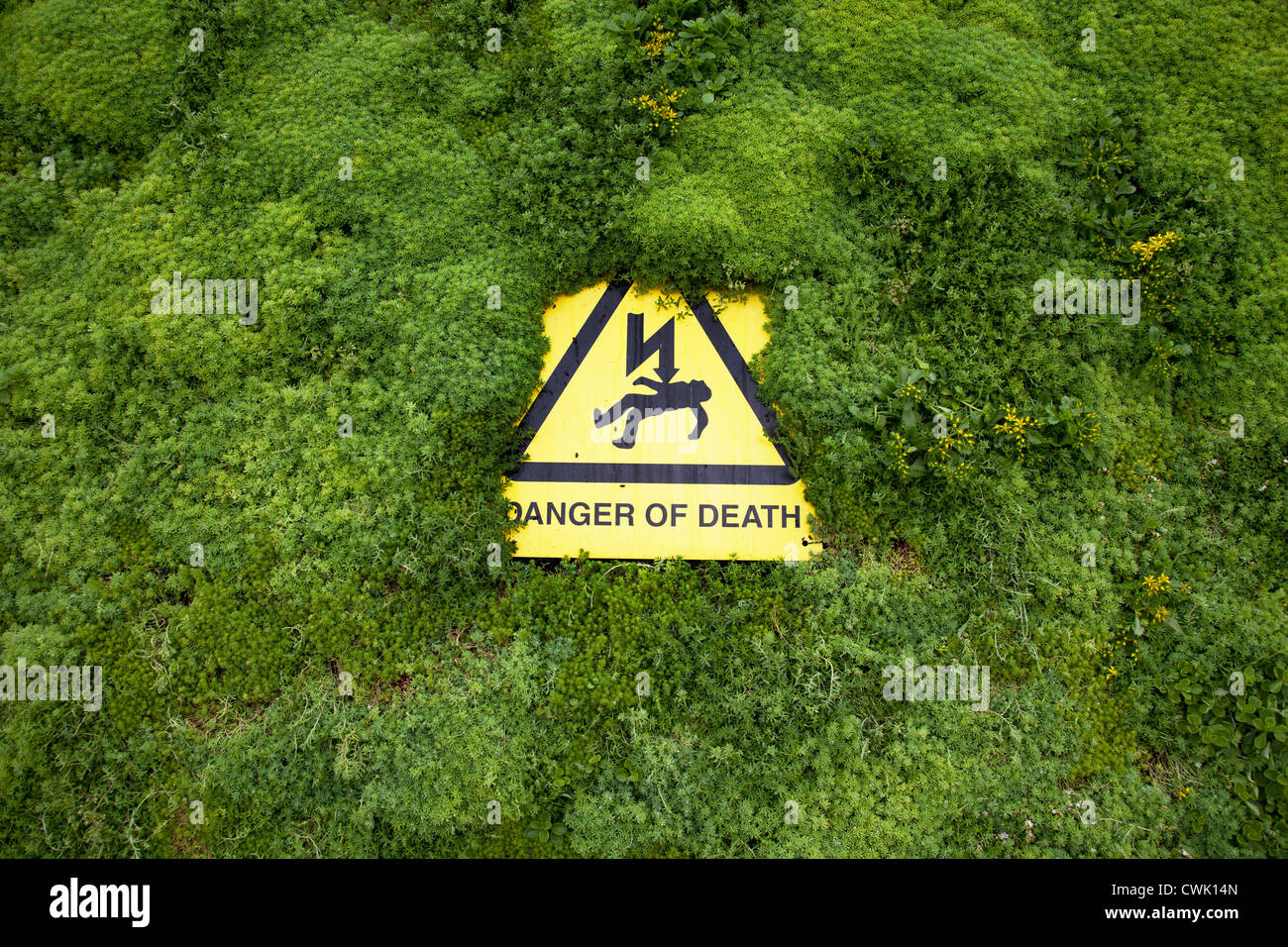 Segnale di avvertimento legge in pericolo di morte su una verde piantato crescente Muro. Foto Stock
