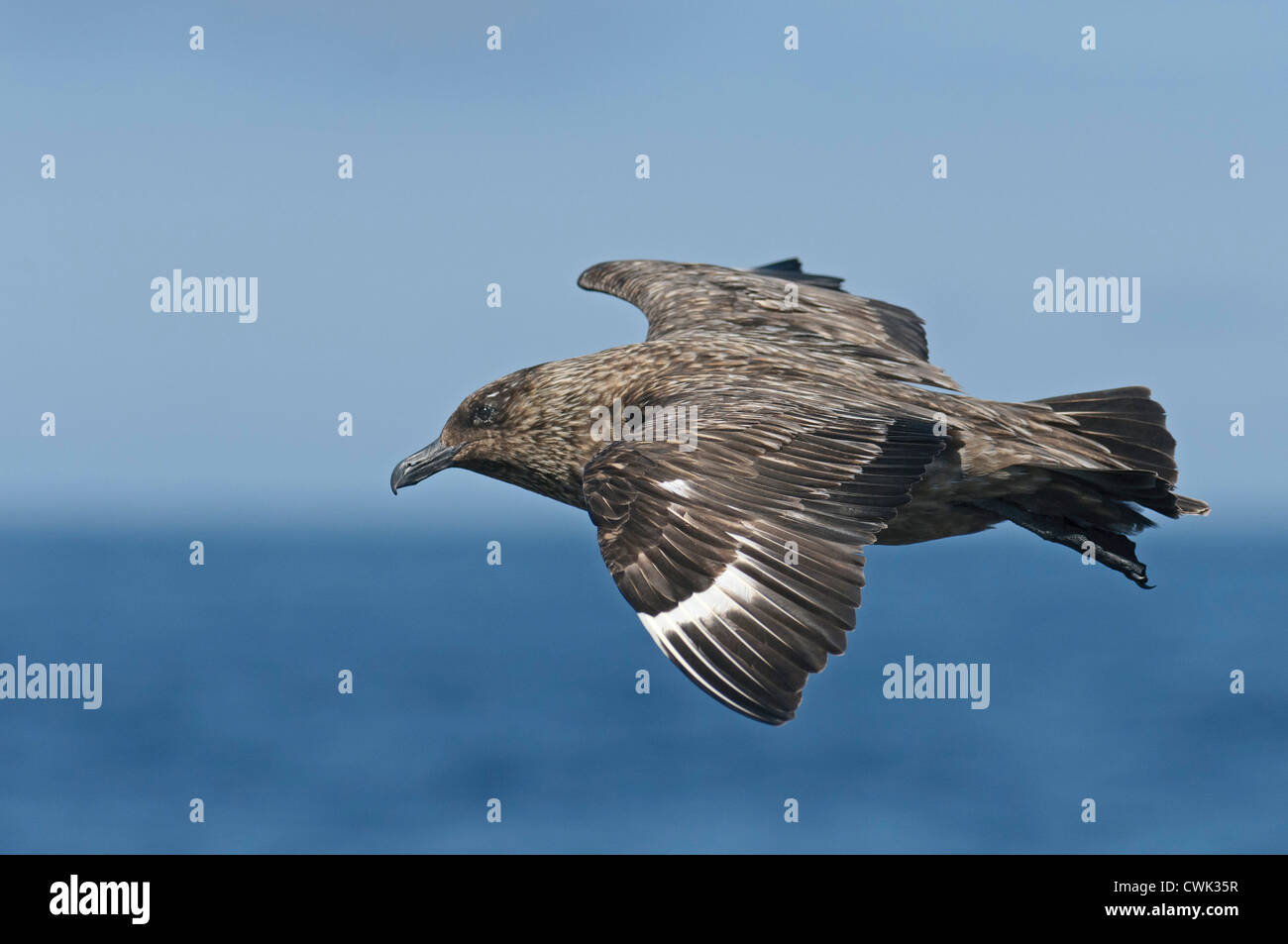 Grande skua o bonxie (Stercorarius skua) adulto in volo al mare. Isole Shetland. Giugno. Foto Stock