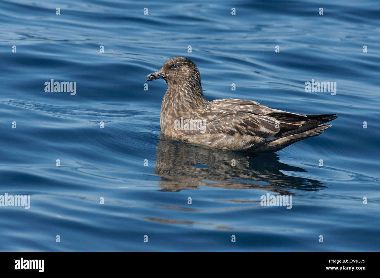 Grande skua o bonxie (Stercorarius skua) adulto a riposo sulla superficie del mare. Isole Shetland. Giugno. Foto Stock