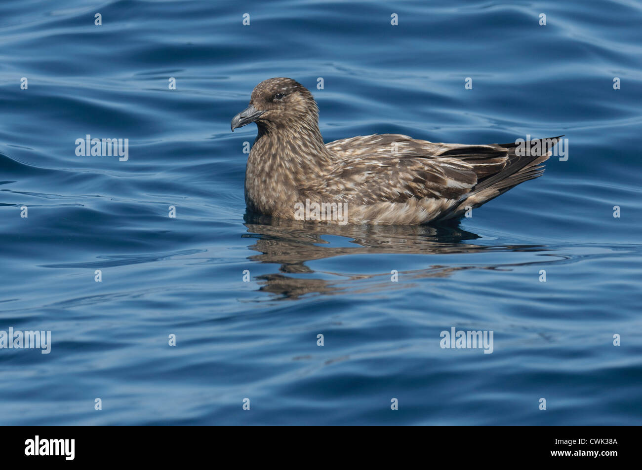 Grande skua o bonxie (Stercorarius skua) adulto a riposo sulla superficie del mare. Isole Shetland. Giugno. Foto Stock