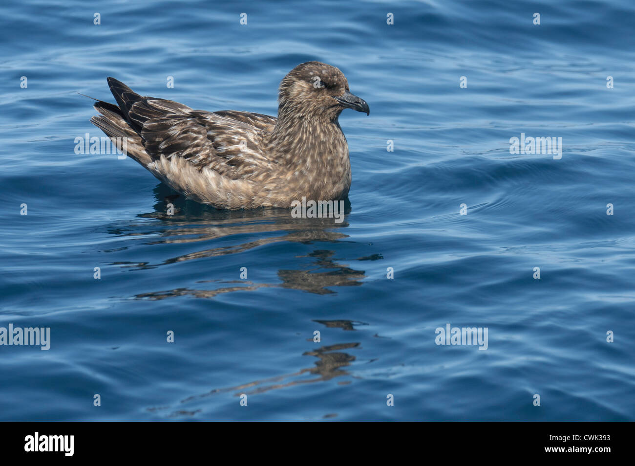 Grande skua o bonxie (Stercorarius skua) adulto a riposo sulla superficie del mare. Isole Shetland. Giugno. Foto Stock