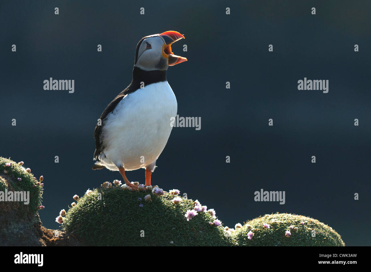 Atlantic puffin (Fratercula arctica) estate adulto bill schiusi. Fair Isle, Shetland. Giugno. Foto Stock