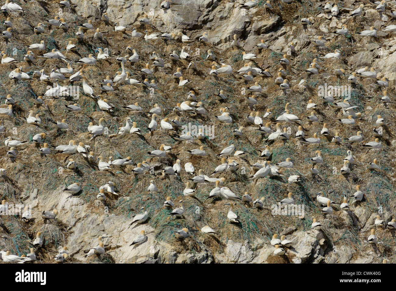 Northern sule (Morus bassanus) allevamento colony a Sindrome di Muckle Flugga mostra nidi costruiti a partire da linee escluse e net. Foto Stock