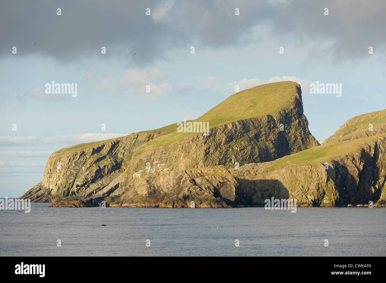 Pecore Craig o pecore Rock sul Fair nelle isole Shetland. Giugno 2012. Foto Stock