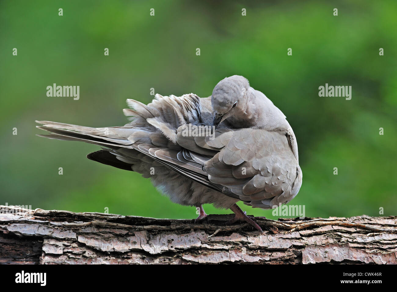 Eurasian colomba a collare (Streptopelia decaocto) nella struttura ad albero preening la sua ala le piume con il becco, Belgio Foto Stock