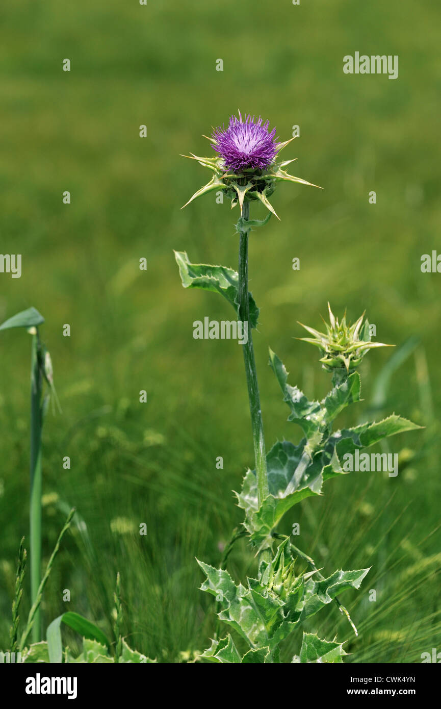 Beata / Mediterraneo Cardo / variegato / Maria Thistle (Silybum marianum / Carduus Marianus) in fiore Foto Stock