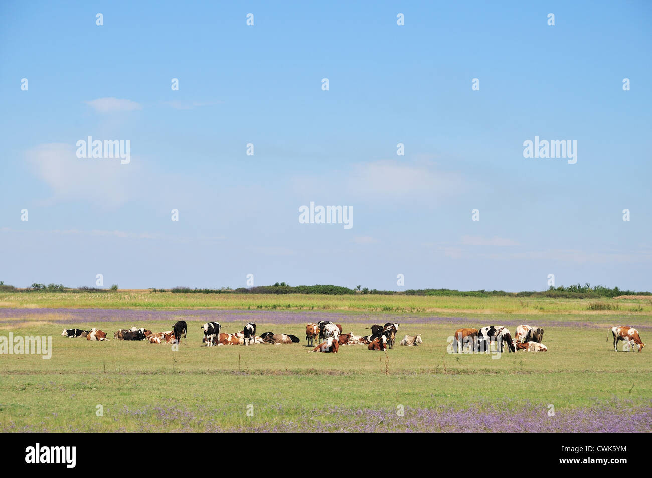 Paesaggio con mucca erba di pascolo su terreni adibiti a pascolo Foto Stock