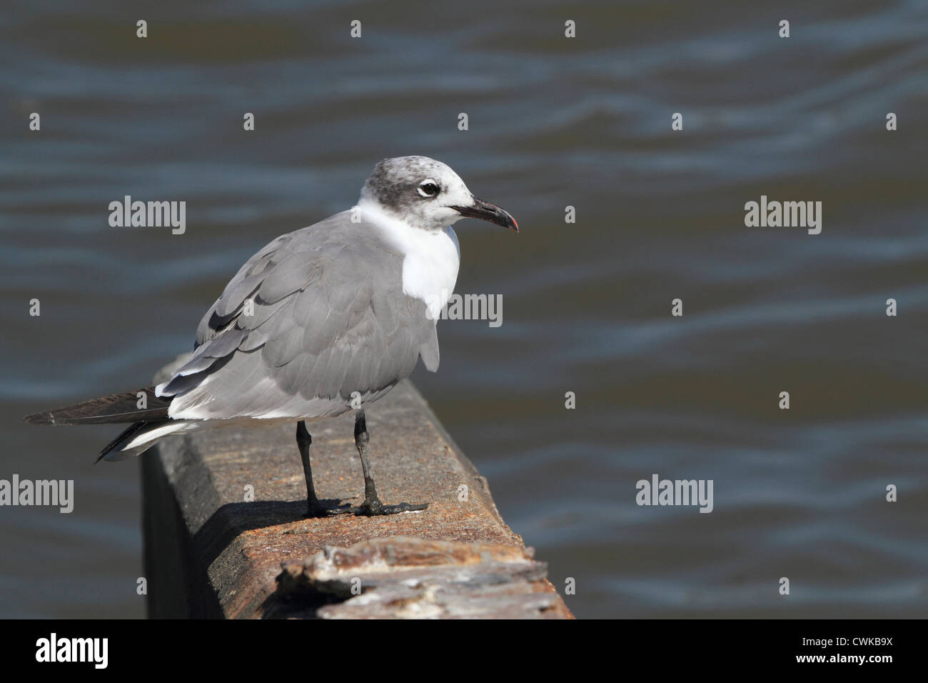 Seagull in piedi su un calcestruzzo palificate. Edwin B. Forsythe National Wildlife Refuge, Oceanville, NJ Foto Stock