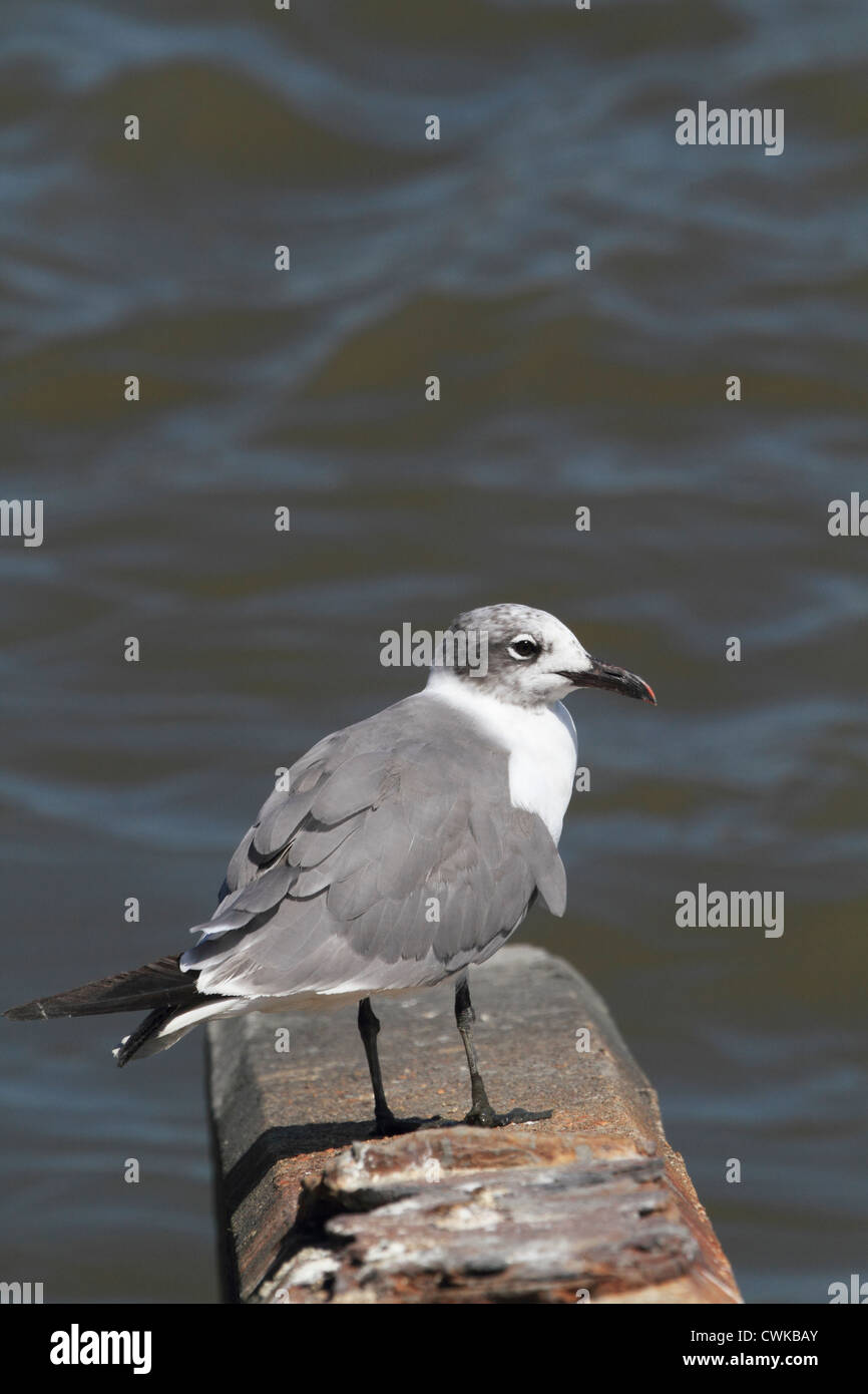 Seagull in piedi su un calcestruzzo palificate. Edwin B. Forsythe National Wildlife Refuge, Oceanville, NJ Foto Stock