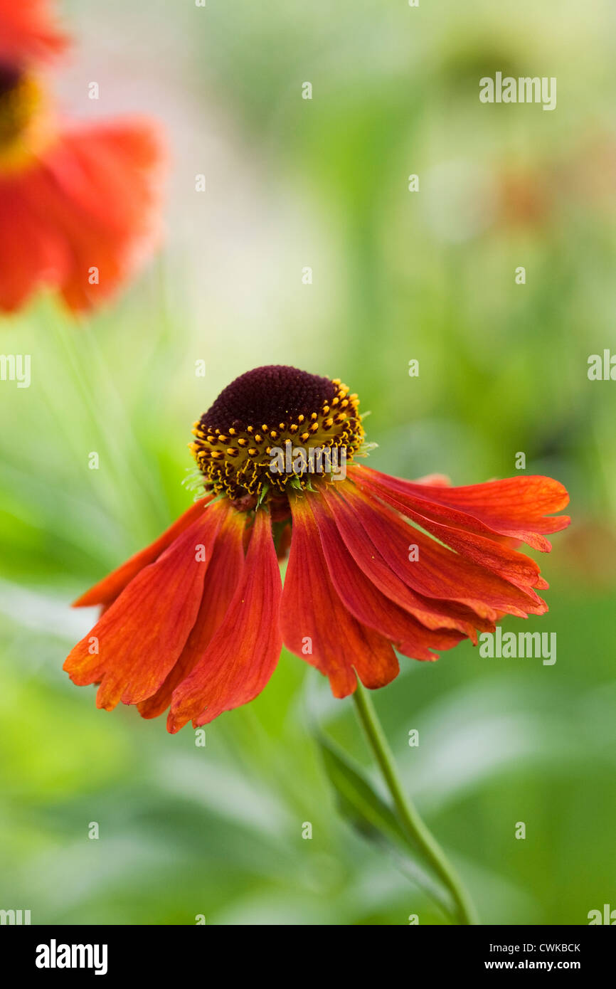 Helenium 'Moerheim bellezza'. Fiore Sneezeweed crescono in un confine erbacee. Foto Stock