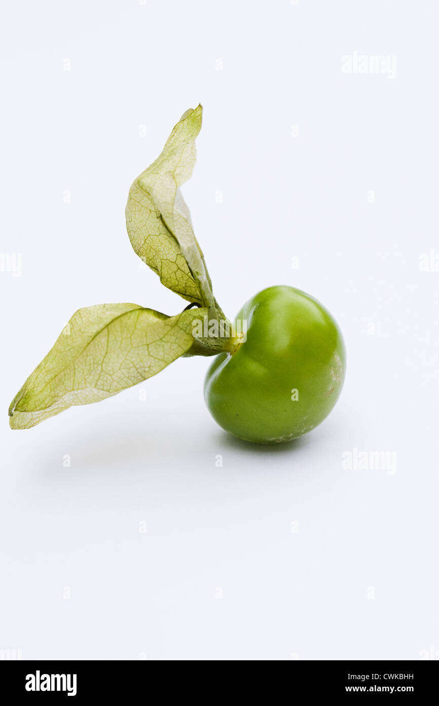 Physalis philadelphica. Un singolo tomatillo su uno sfondo bianco. Foto Stock