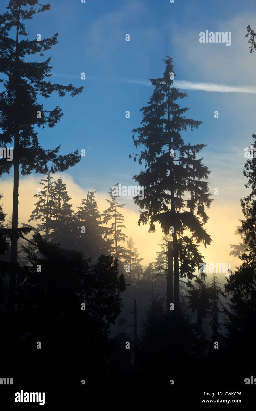 Canada, British Columbia, Vancouver, Stanley Park, boschi con strato marino nebbia in laminazione Foto Stock