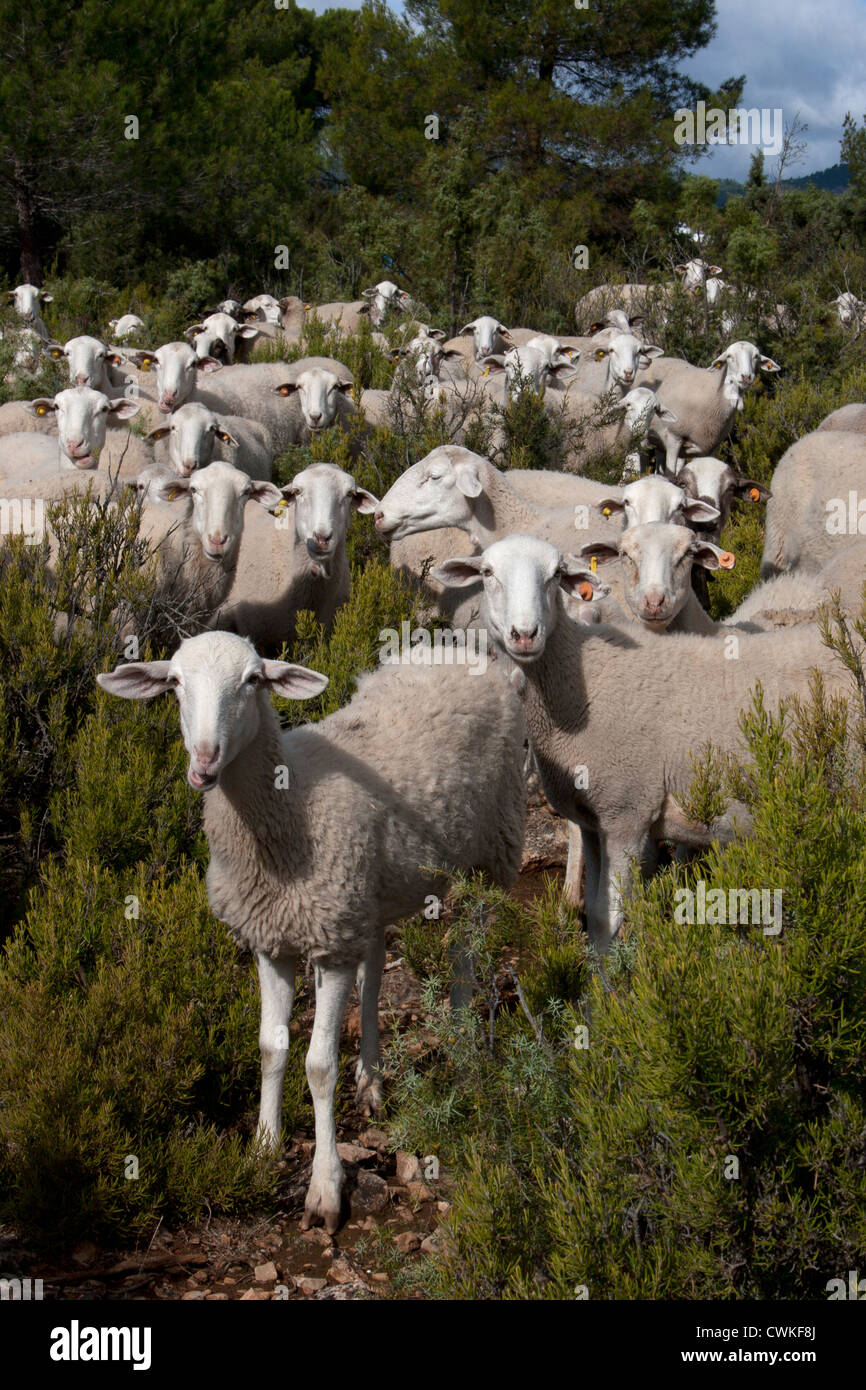 Allevamento di ovini, Pinilla area, Molinicos, Albacete Castilla la Mancha, in Spagna Foto Stock