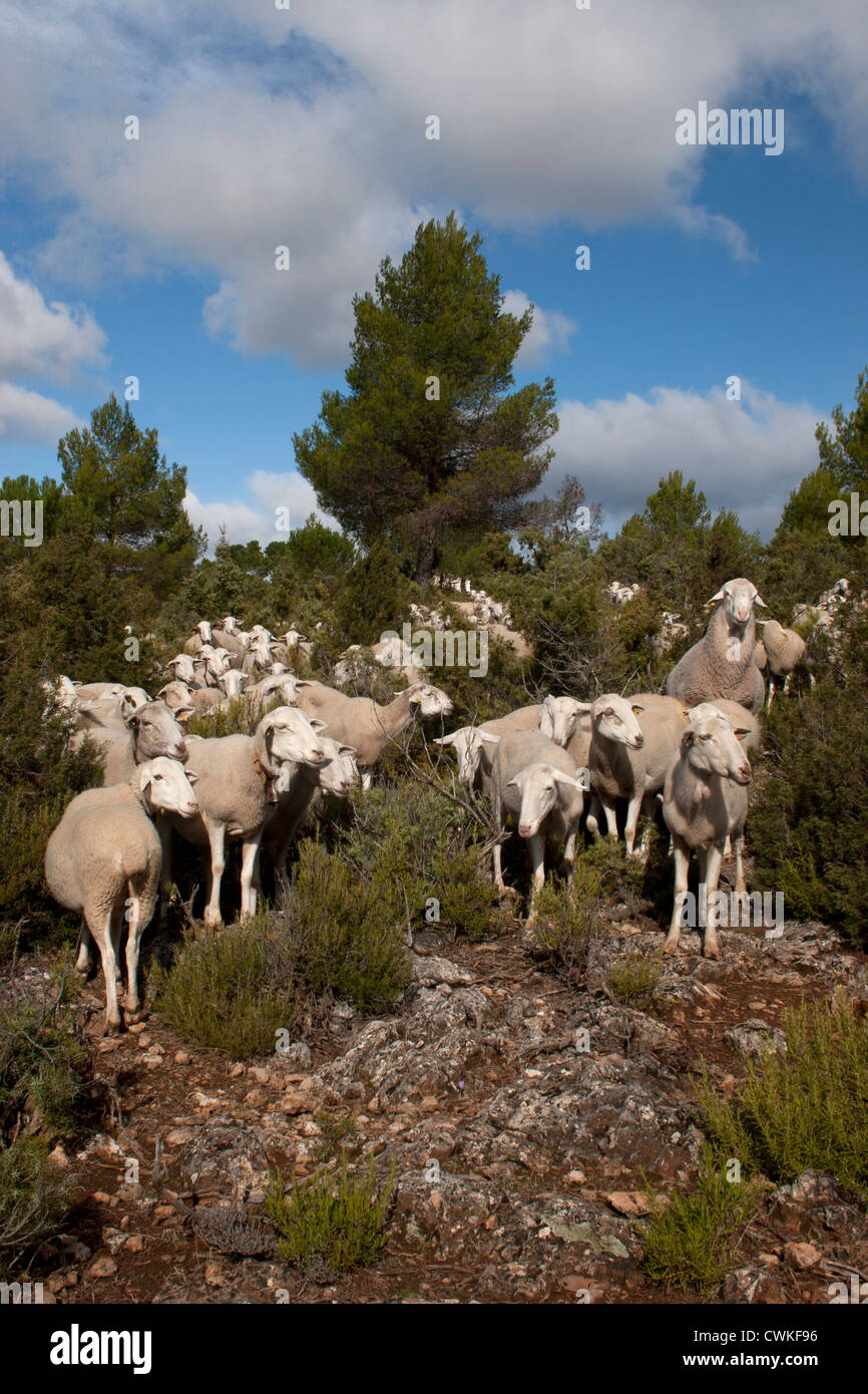 Allevamento di ovini, Pinilla area, Molinicos, Albacete Castilla la Mancha, in Spagna Foto Stock