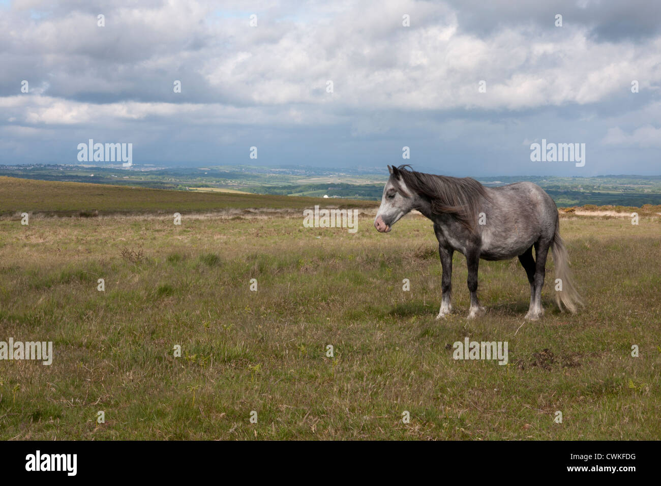 Pony Welsh sulle Downs circa Reynoldston, Penisola di Gower, Galles del Sud Foto Stock