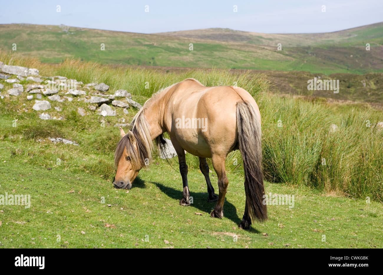 Dartmoor pony singolo adulto standing Dartmoor, REGNO UNITO Foto Stock