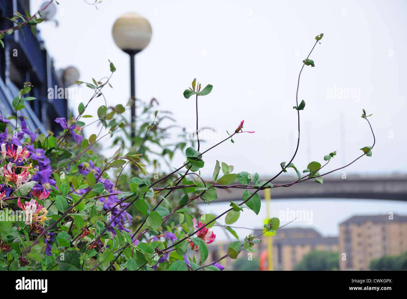 Fiori in città. Foto Stock