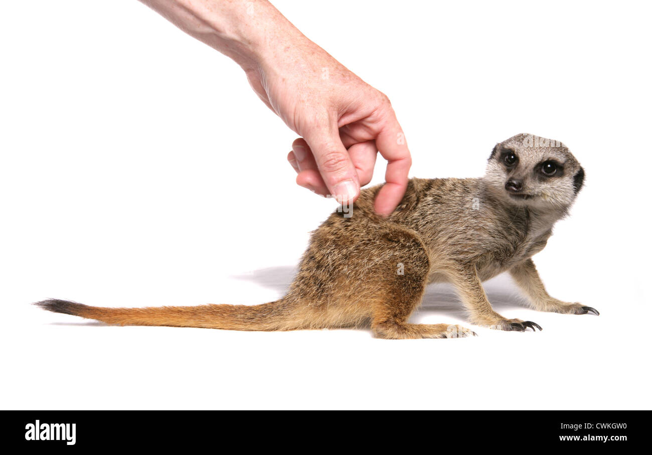 Meerkat Suricata suricatta singolo adulto in posizione di fine corsa in un studio REGNO UNITO Foto Stock