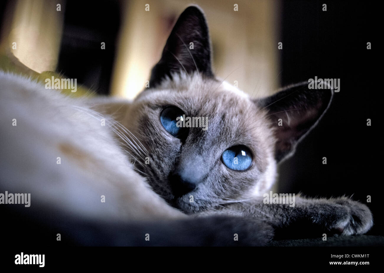 Il blu degli occhi di un gatto siamese gatto sono una nota caratteristica di questa a pelo corto gatti domestici che è di origine asiatica dalla Thailandia, una volta conosciuto come il Siam. Foto Stock