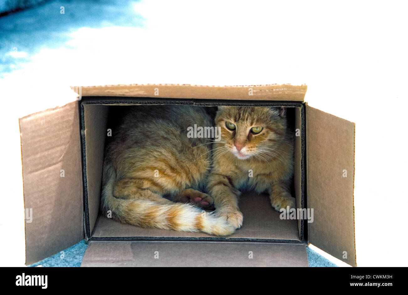 Un addomesticati gatto di casa nasconde dal sole all'interno di una scatola di cartone che è stata lasciata all'aperto per fornire un riparo per il pet. Foto Stock